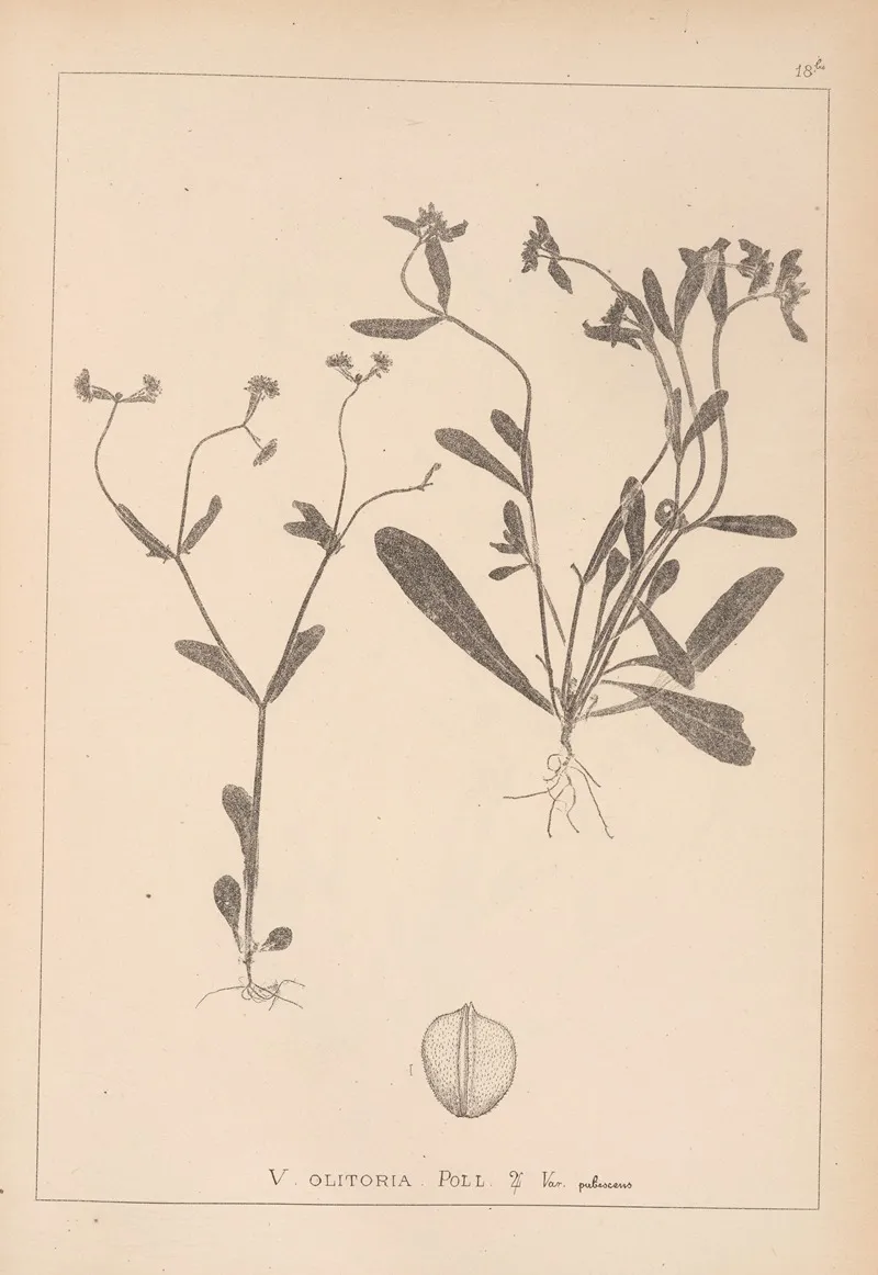 Herbier De La Flore Francaise Pl 0692 Wall Art by Louis Antoine Cusin - High-Resolution Digital Print