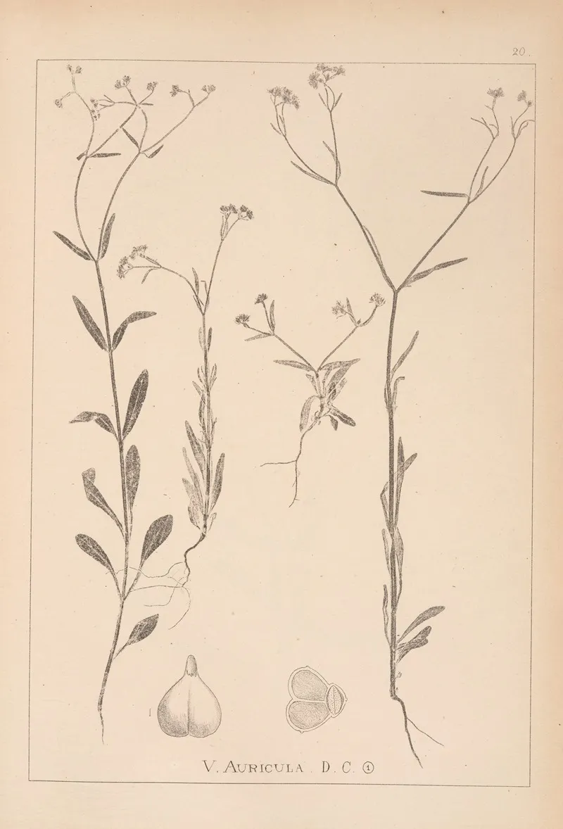 Herbier De La Flore Francaise Pl 0694 Wall Art by Louis Antoine Cusin - High-Resolution Digital Print