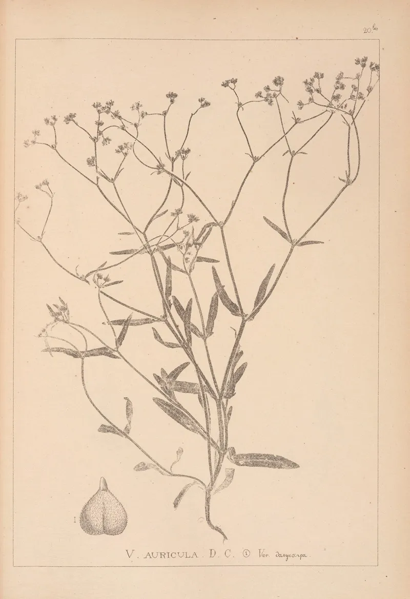 Herbier De La Flore Francaise Pl 0695 Wall Art by Louis Antoine Cusin - High-Resolution Digital Print