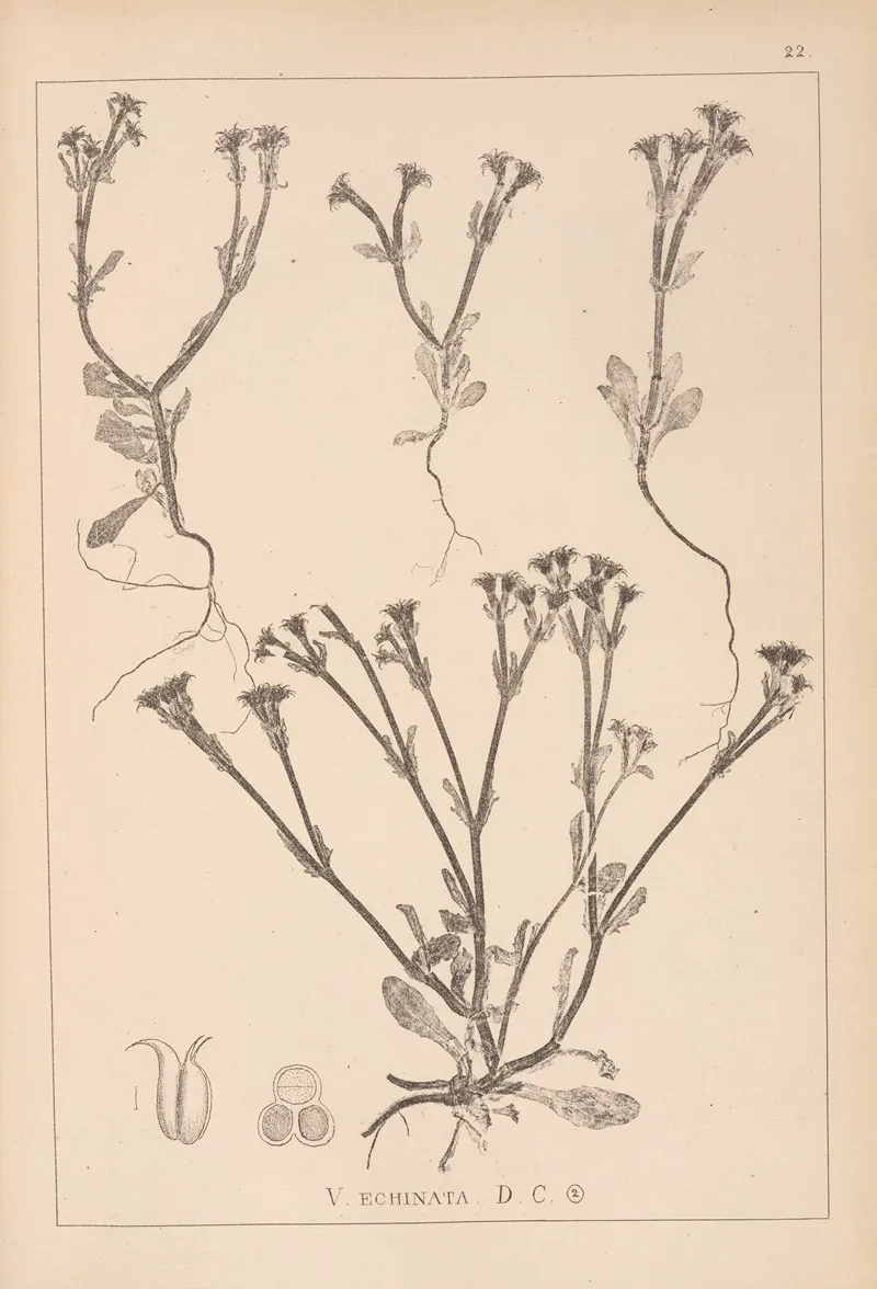 Herbier De La Flore Francaise Pl 0697 Wall Art by Louis Antoine Cusin - High-Resolution Digital Print