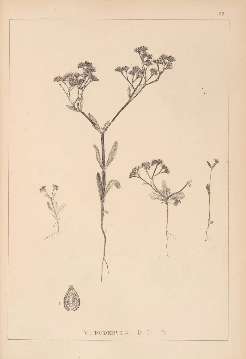 Herbier De La Flore Francaise Pl 0698 Wall Art by Louis Antoine Cusin - High-Resolution Digital Print