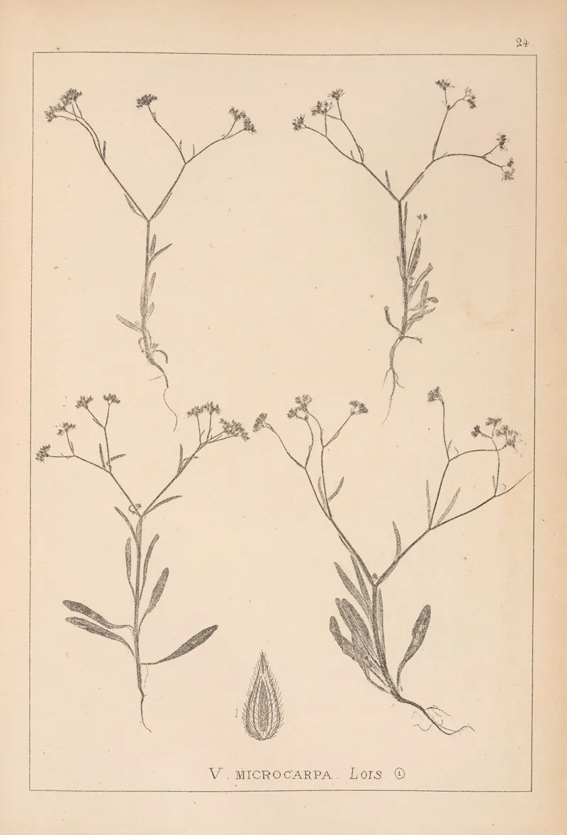 Herbier De La Flore Francaise Pl 0699 Wall Art by Louis Antoine Cusin - High-Resolution Digital Print