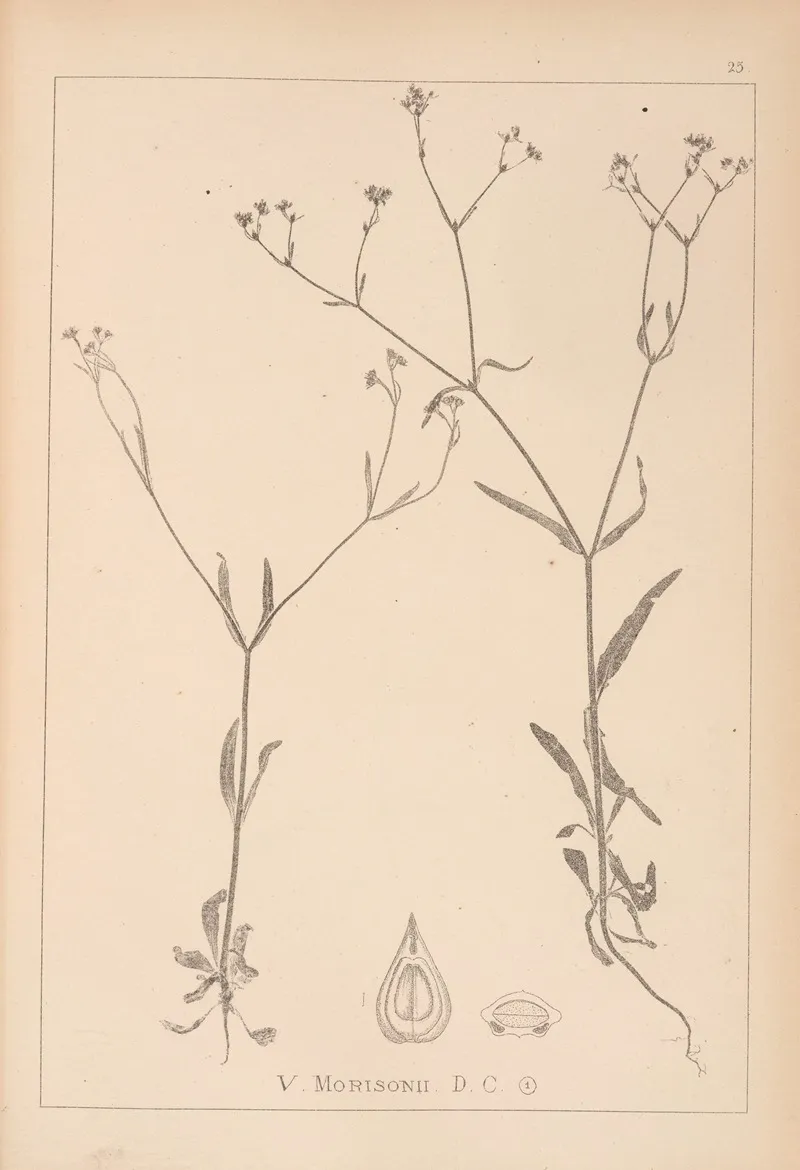 Herbier De La Flore Francaise Pl 0700 Wall Art by Louis Antoine Cusin - High-Resolution Digital Print