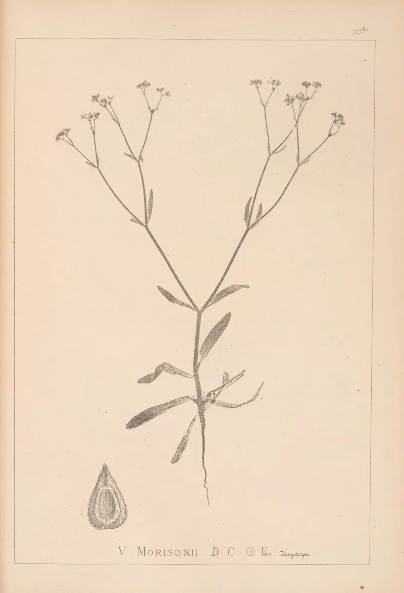 Herbier De La Flore Francaise Pl 0701 Wall Art by Louis Antoine Cusin - High-Resolution Digital Print