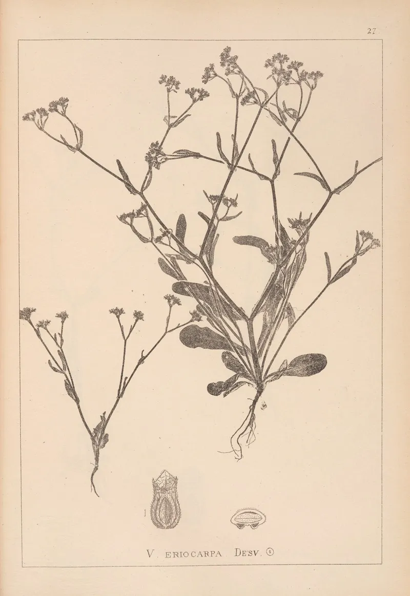 Herbier De La Flore Francaise Pl 0703 Wall Art by Louis Antoine Cusin - High-Resolution Digital Print