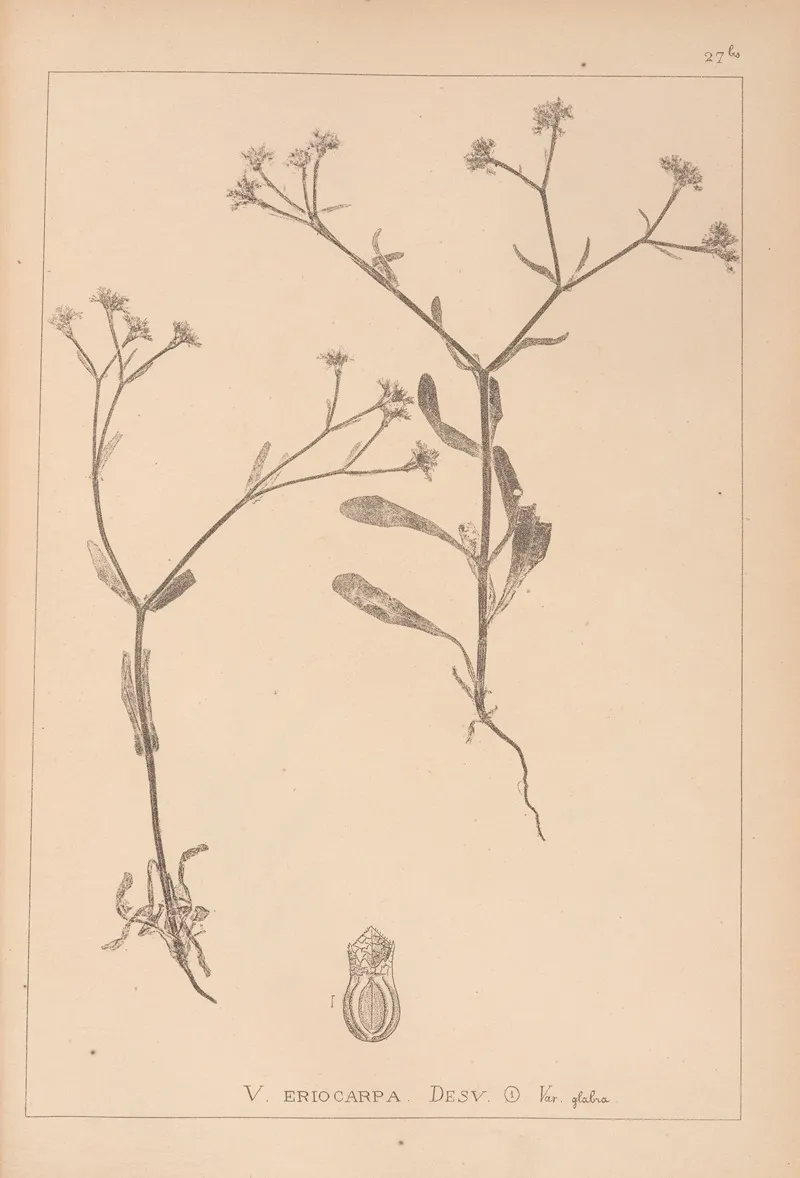 Herbier De La Flore Francaise Pl 0704 Wall Art by Louis Antoine Cusin - High-Resolution Digital Print