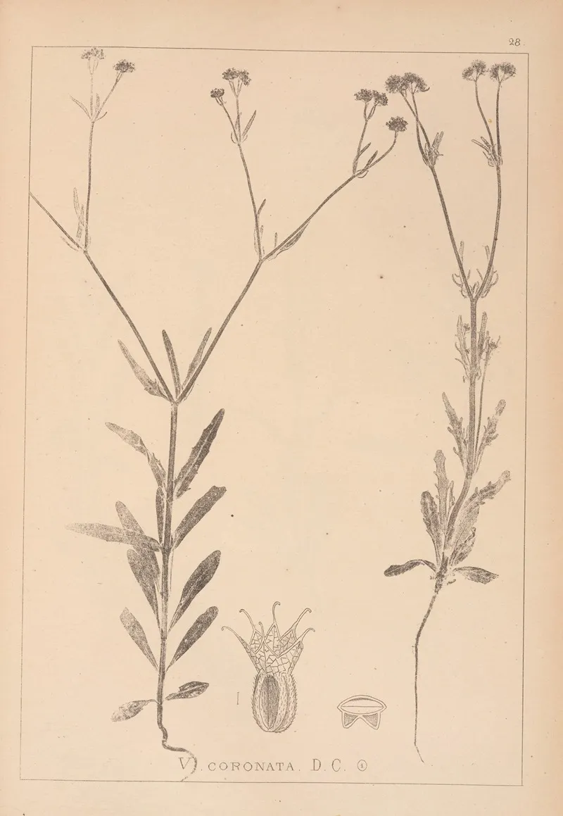Herbier De La Flore Francaise Pl 0705 Wall Art by Louis Antoine Cusin - High-Resolution Digital Print