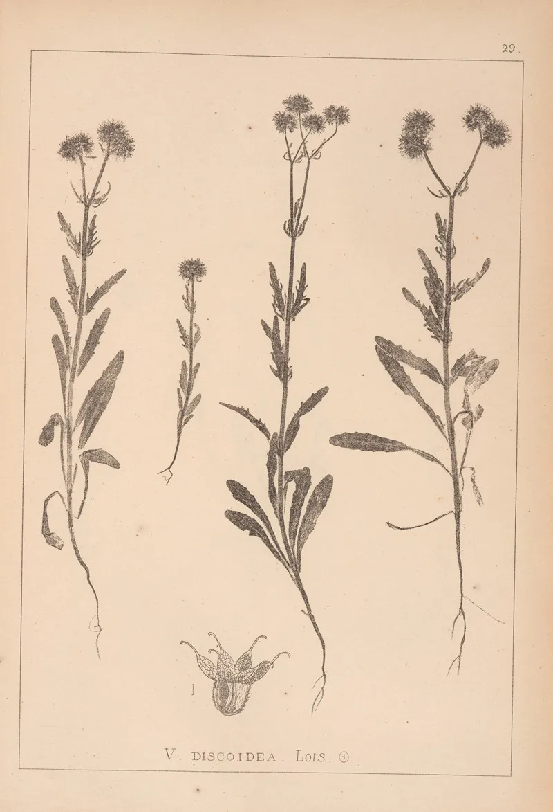 Herbier De La Flore Francaise Pl 0706 Wall Art by Louis Antoine Cusin - High-Resolution Digital Print
