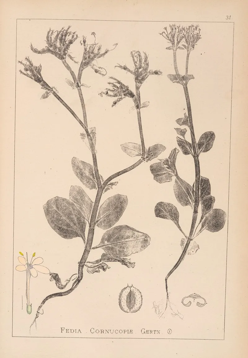 Herbier De La Flore Francaise Pl 0708 Wall Art by Louis Antoine Cusin - High-Resolution Digital Print