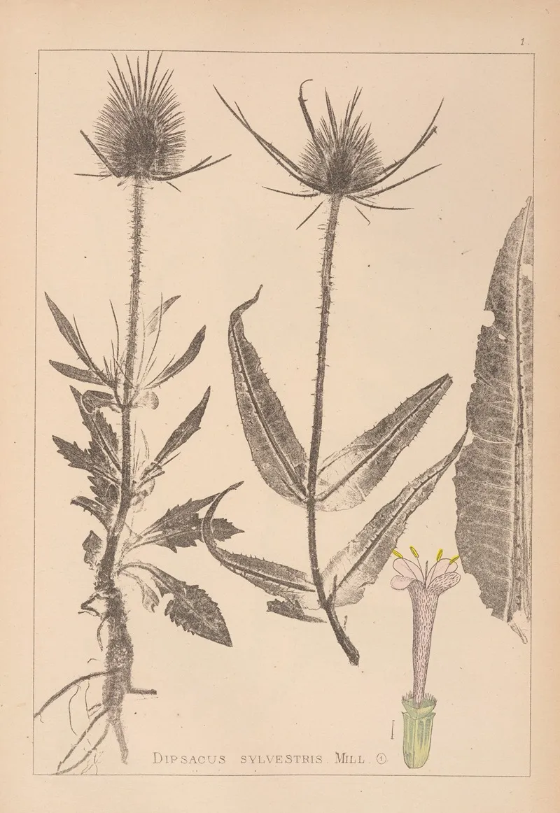 Herbier De La Flore Francaise Pl 0709 Wall Art by Louis Antoine Cusin - High-Resolution Digital Print