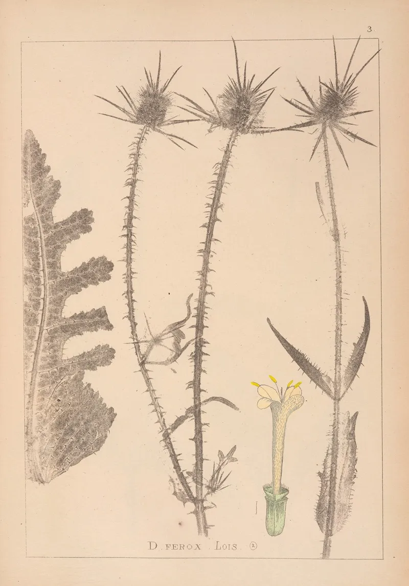 Herbier De La Flore Francaise Pl 0711 Wall Art by Louis Antoine Cusin - High-Resolution Digital Print