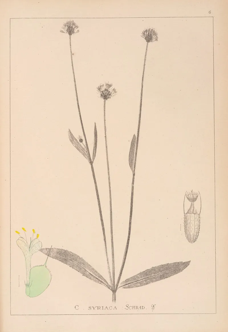 Herbier De La Flore Francaise Pl 0714 Wall Art by Louis Antoine Cusin - High-Resolution Digital Print