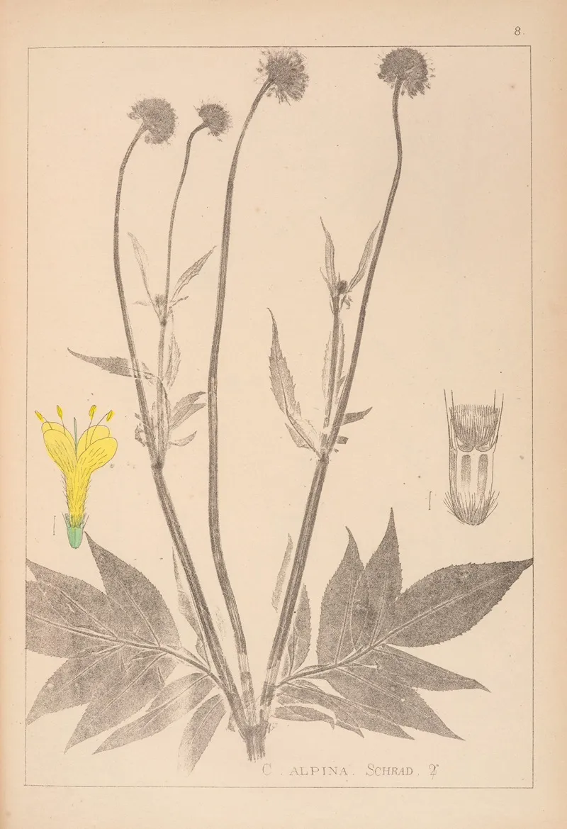 Herbier De La Flore Francaise Pl 0716 Wall Art by Louis Antoine Cusin - High-Resolution Digital Print
