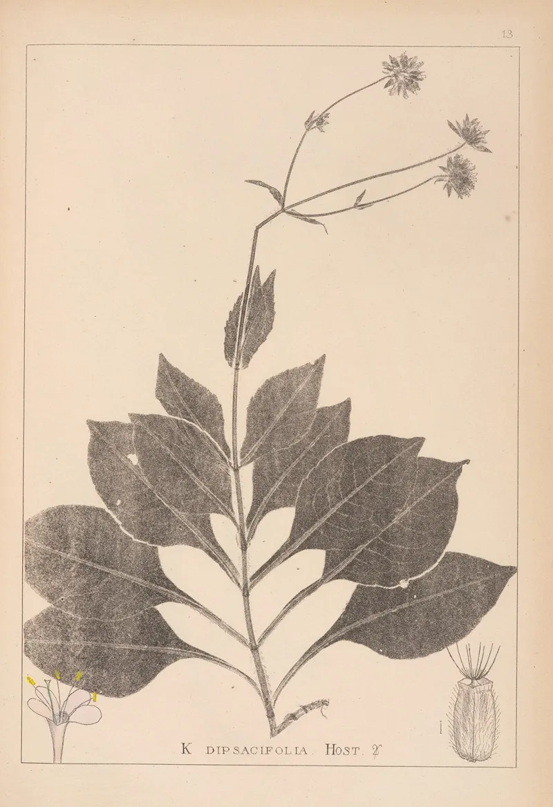 Herbier De La Flore Francaise Pl 0721 Wall Art by Louis Antoine Cusin - High-Resolution Digital Print
