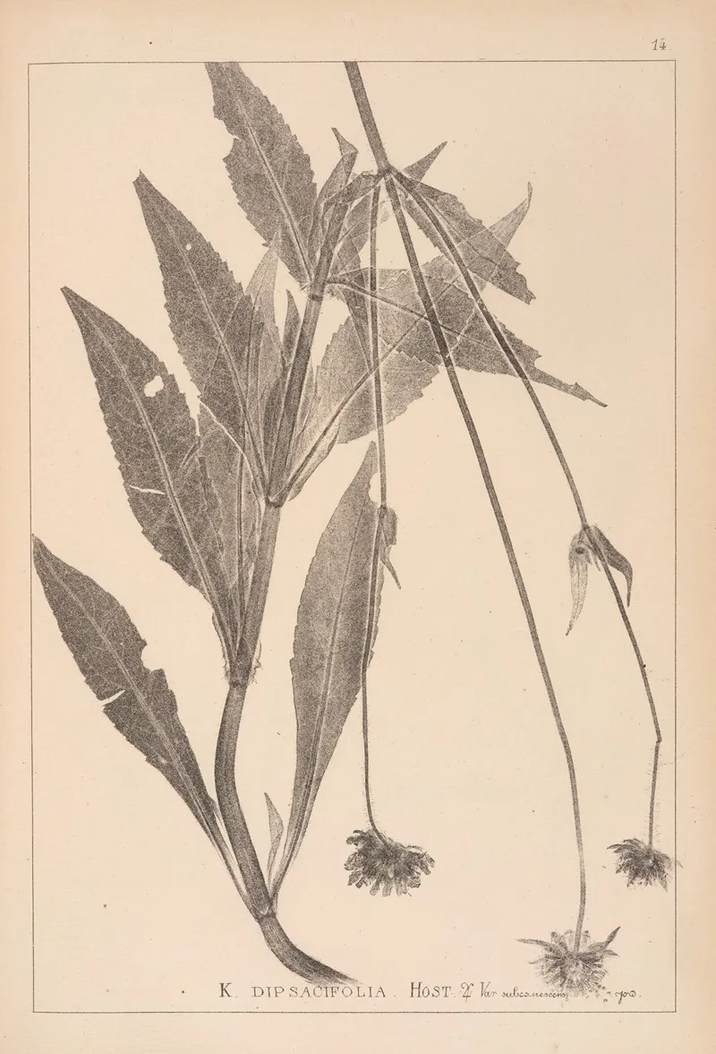 Herbier De La Flore Francaise Pl 0722 Wall Art by Louis Antoine Cusin - High-Resolution Digital Print