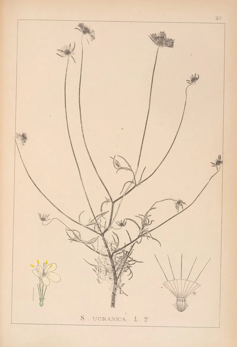 Herbier De La Flore Francaise Pl 0728 Wall Art by Louis Antoine Cusin - High-Resolution Digital Print