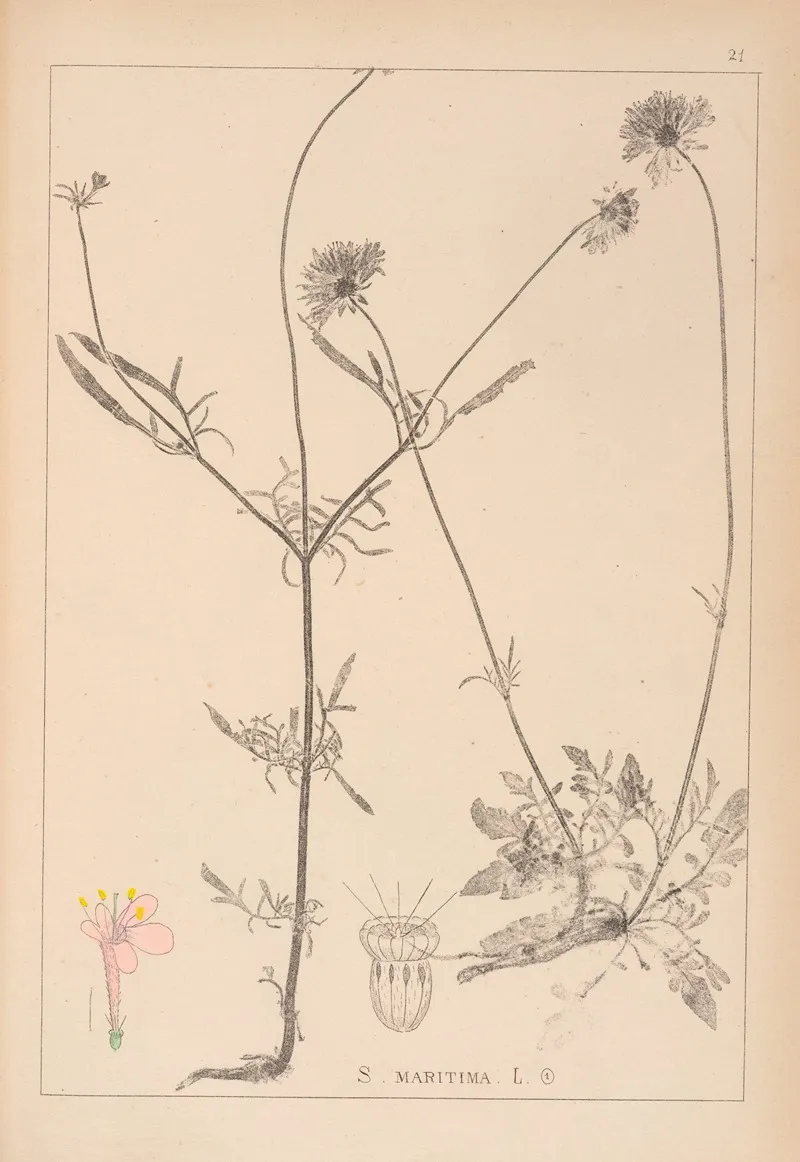 Herbier De La Flore Francaise Pl 0729 Wall Art by Louis Antoine Cusin - High-Resolution Digital Print