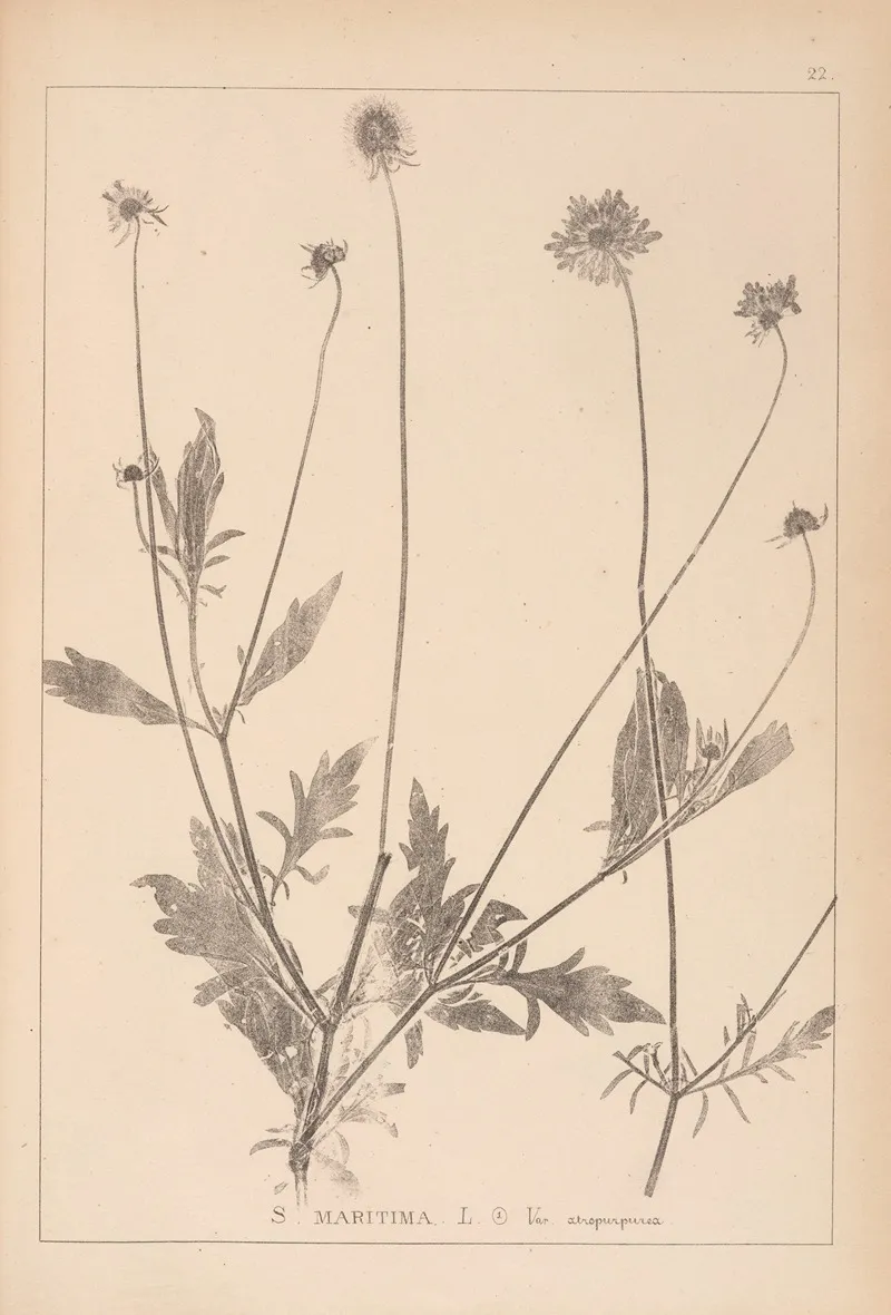 Herbier De La Flore Francaise Pl 0730 Wall Art by Louis Antoine Cusin - High-Resolution Digital Print