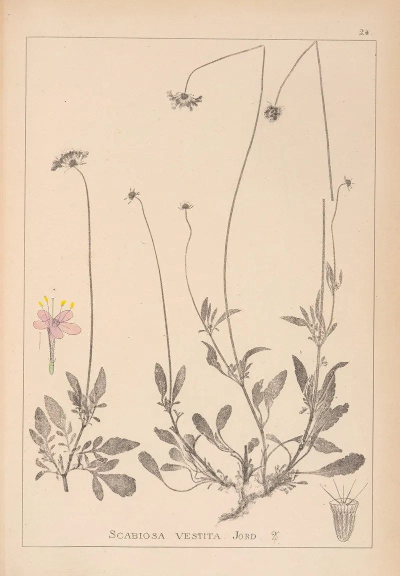 Herbier De La Flore Francaise Pl 0732 Wall Art by Louis Antoine Cusin - High-Resolution Digital Print
