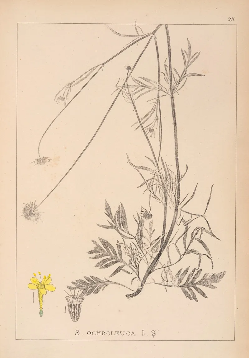 Herbier De La Flore Francaise Pl 0733 Wall Art by Louis Antoine Cusin - High-Resolution Digital Print