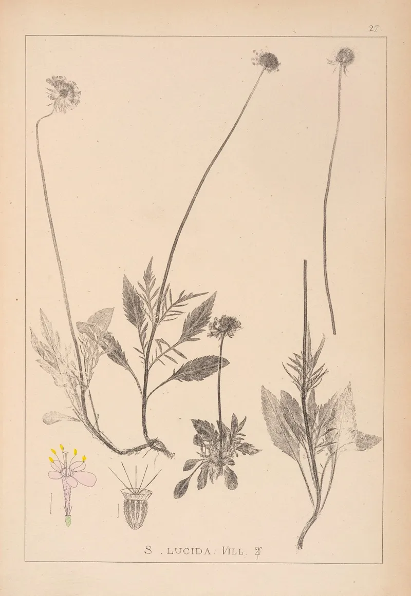 Herbier De La Flore Francaise Pl 0734 Wall Art by Louis Antoine Cusin - High-Resolution Digital Print