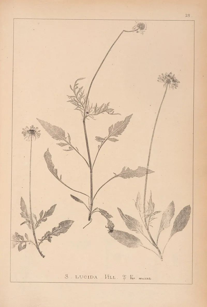 Herbier De La Flore Francaise Pl 0735 Wall Art by Louis Antoine Cusin - High-Resolution Digital Print