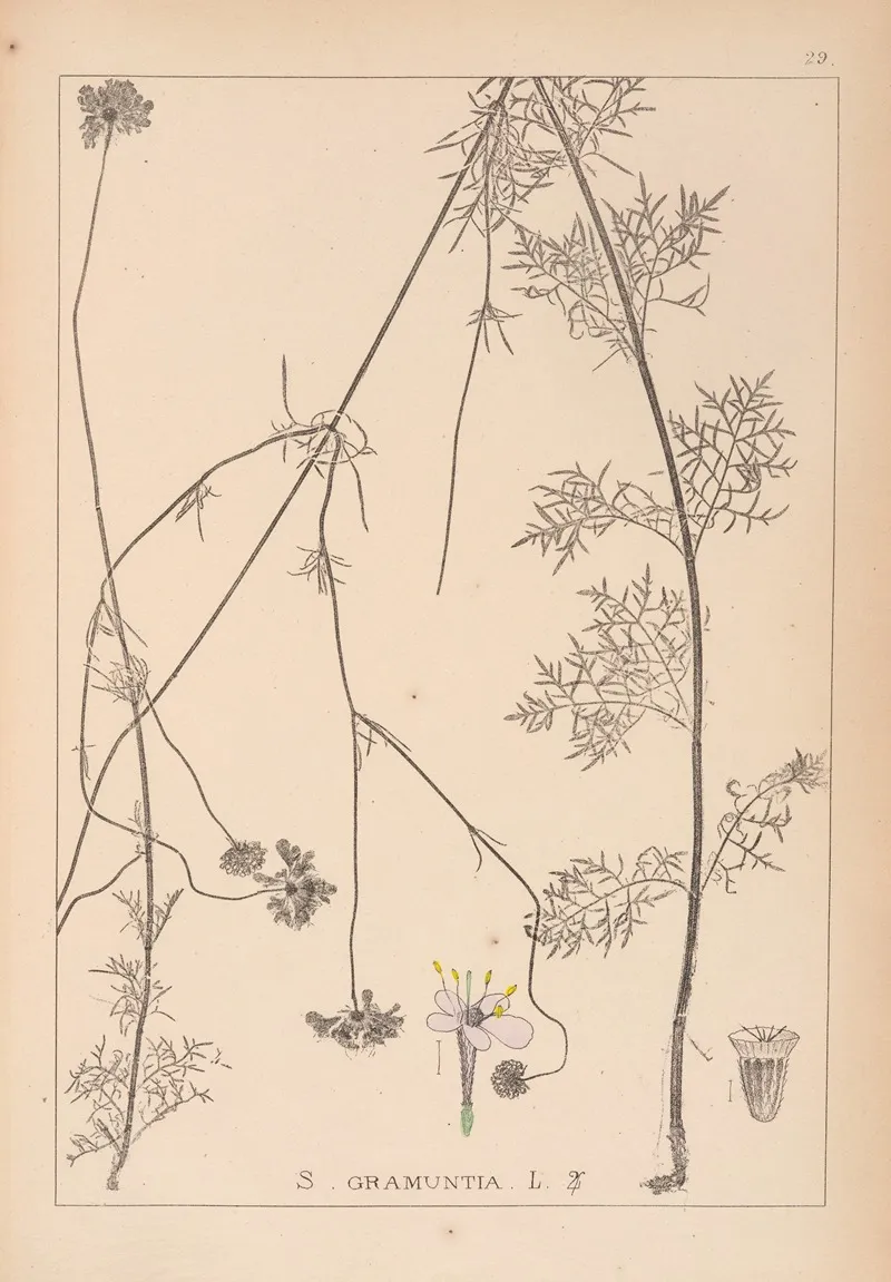 Herbier De La Flore Francaise Pl 0736 Wall Art by Louis Antoine Cusin - High-Resolution Digital Print