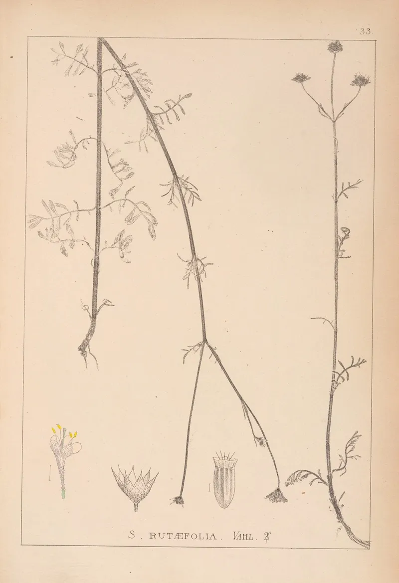 Herbier De La Flore Francaise Pl 0740 Wall Art by Louis Antoine Cusin - High-Resolution Digital Print