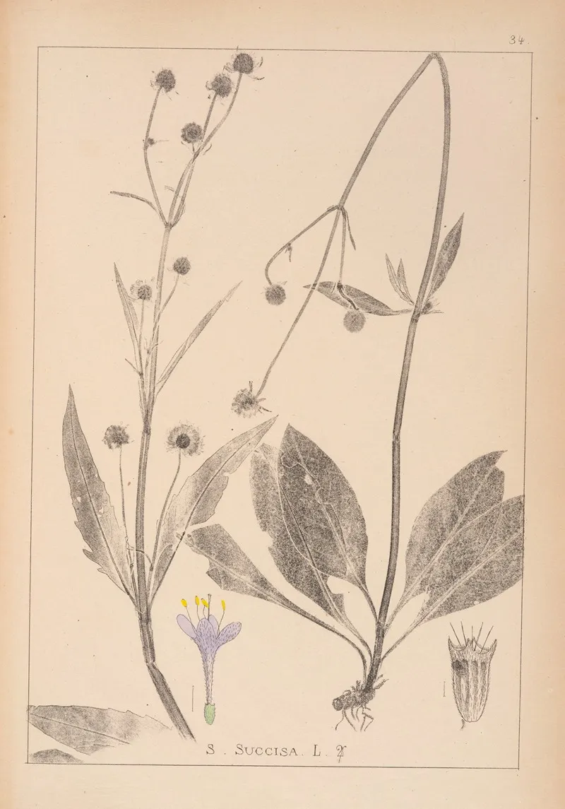 Herbier De La Flore Francaise Pl 0741 Wall Art by Louis Antoine Cusin - High-Resolution Digital Print