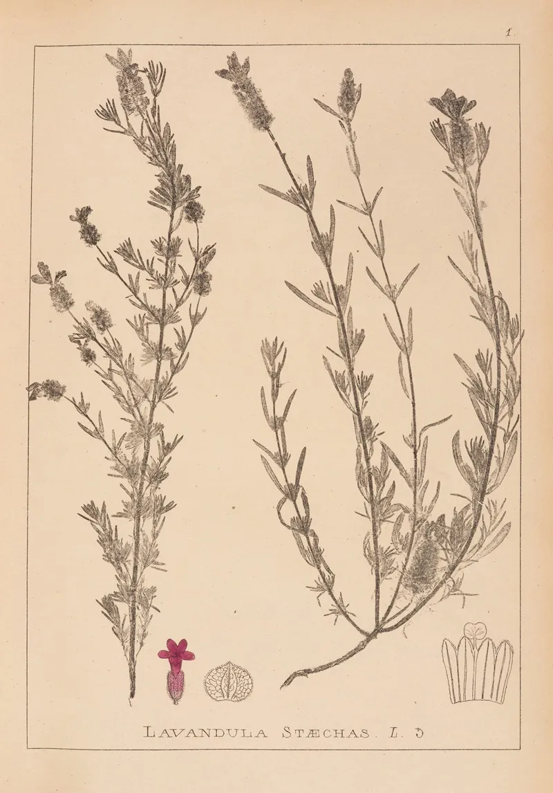 Herbier De La Flore Francaise Pl 0742 Wall Art by Louis Antoine Cusin - High-Resolution Digital Print