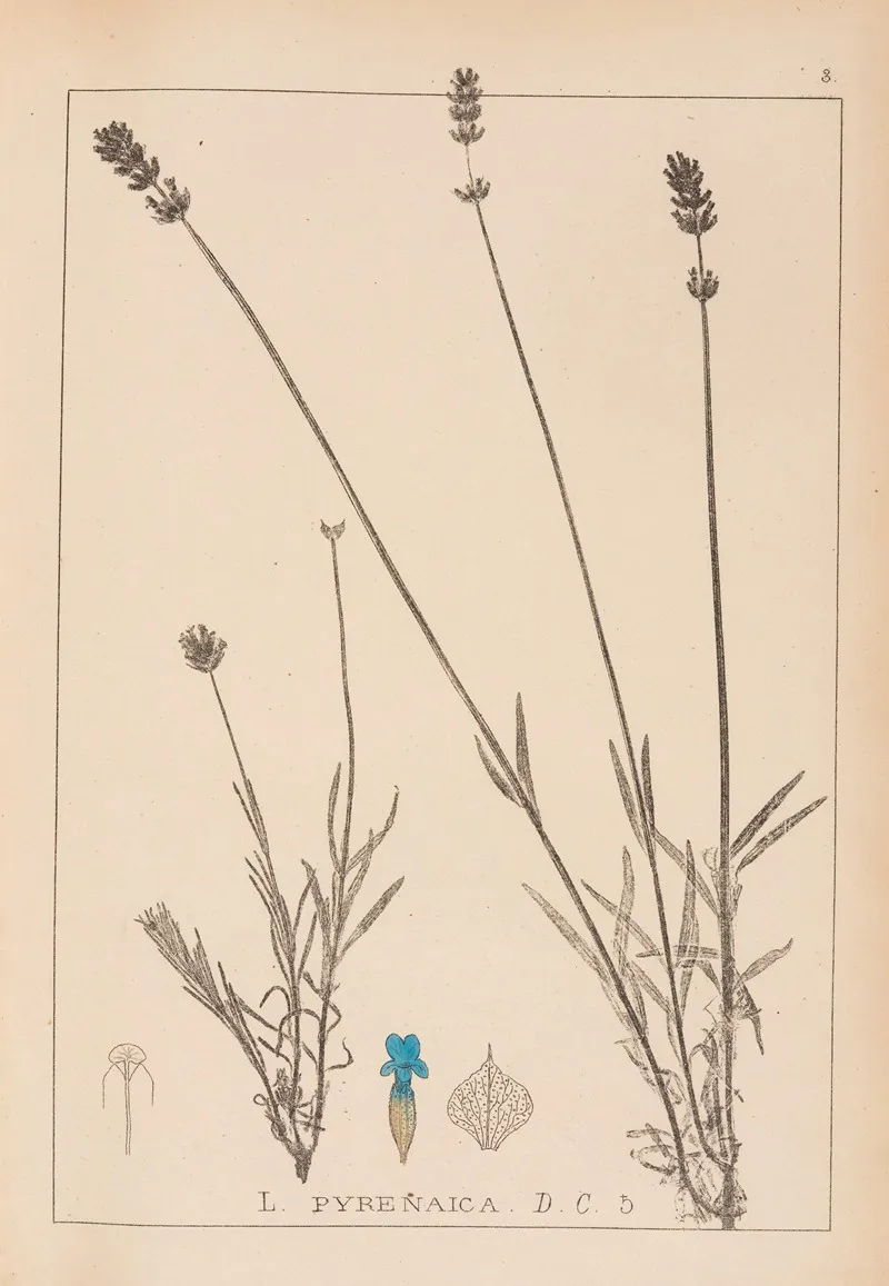 Herbier De La Flore Francaise Pl 0744 Wall Art by Louis Antoine Cusin - High-Resolution Digital Print