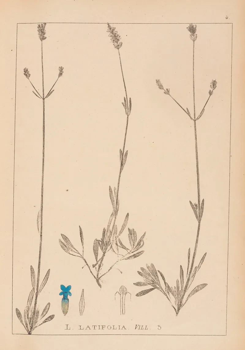Herbier De La Flore Francaise Pl 0745 Wall Art by Louis Antoine Cusin - High-Resolution Digital Print