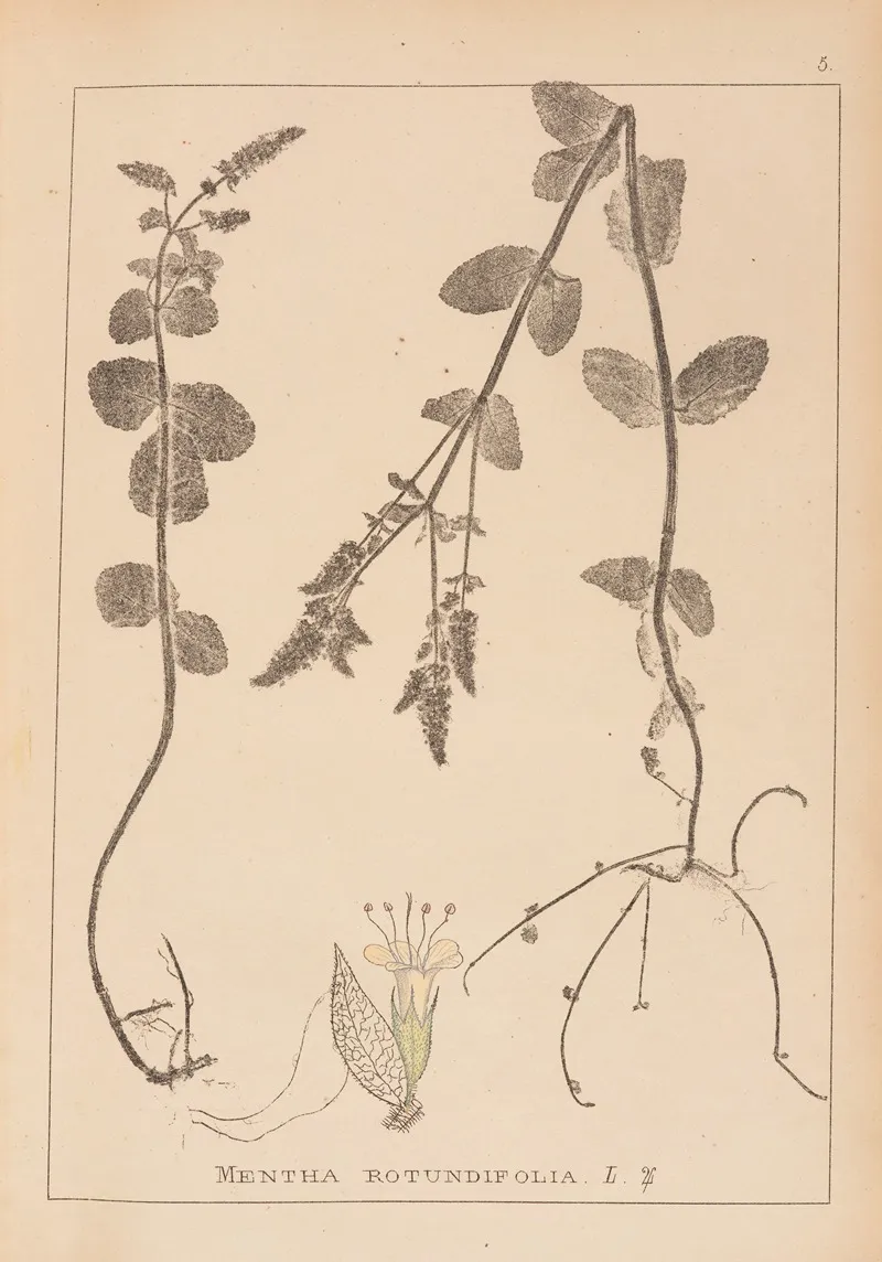 Herbier De La Flore Francaise Pl 0746 Wall Art by Louis Antoine Cusin - High-Resolution Digital Print