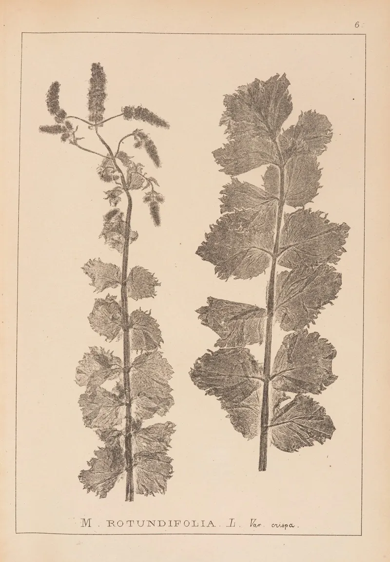 Herbier De La Flore Francaise Pl 0747 Wall Art by Louis Antoine Cusin - High-Resolution Digital Print