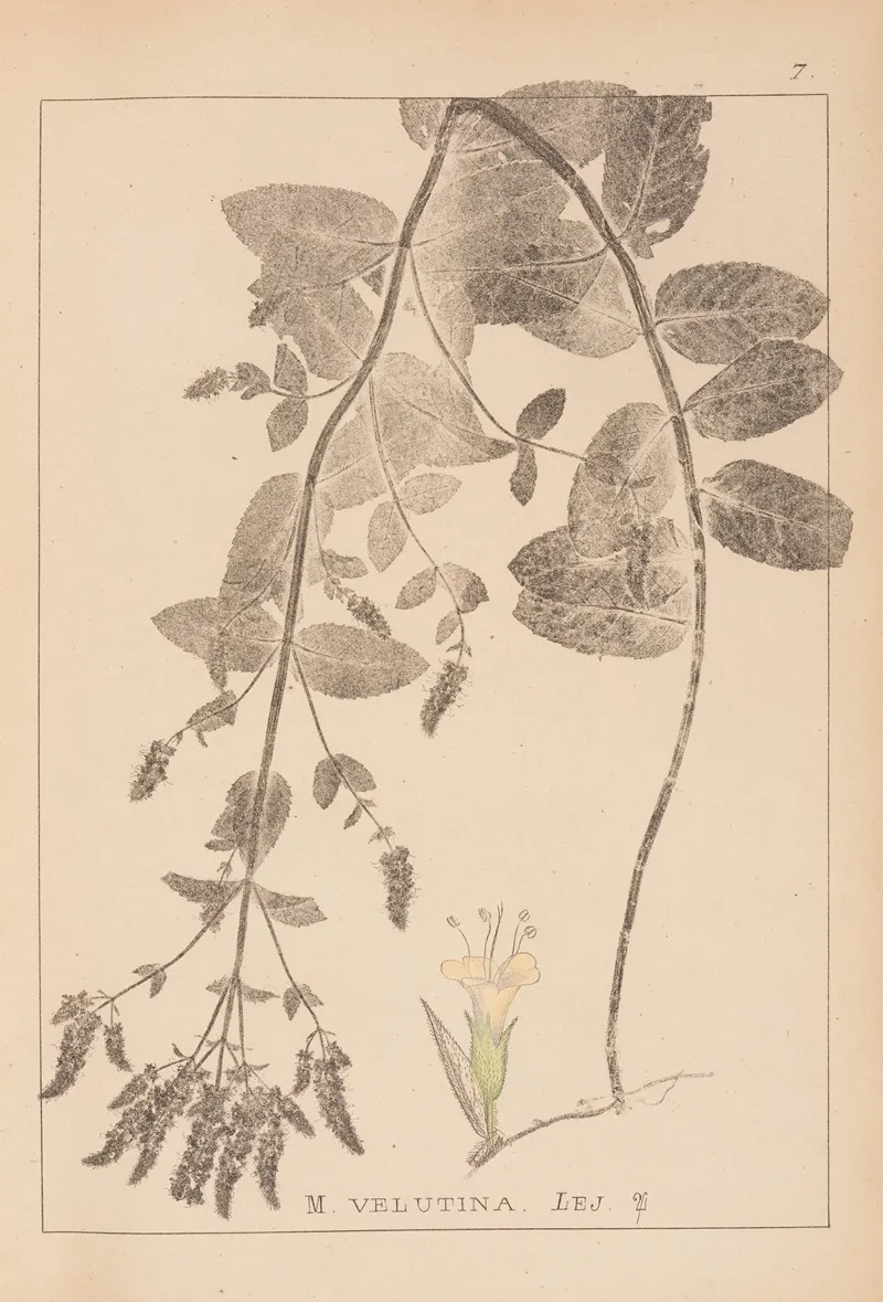 Herbier De La Flore Francaise Pl 0748 Wall Art by Louis Antoine Cusin - High-Resolution Digital Print