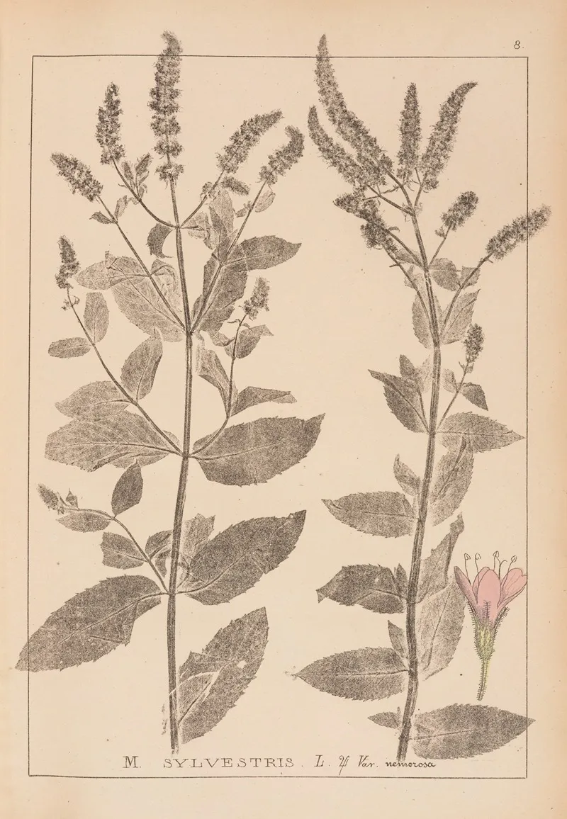 Herbier De La Flore Francaise Pl 0749 Wall Art by Louis Antoine Cusin - High-Resolution Digital Print
