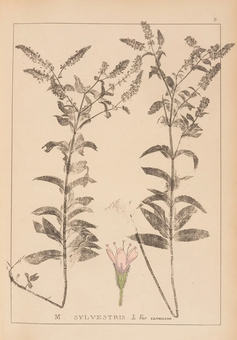 Herbier De La Flore Francaise Pl 0750 Wall Art by Louis Antoine Cusin - High-Resolution Digital Print