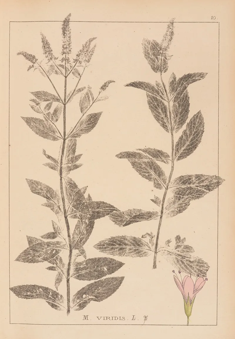 Herbier De La Flore Francaise Pl 0751 Wall Art by Louis Antoine Cusin - High-Resolution Digital Print