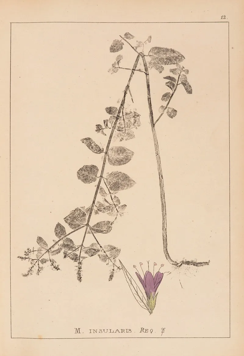 Herbier De La Flore Francaise Pl 0753 Wall Art by Louis Antoine Cusin - High-Resolution Digital Print
