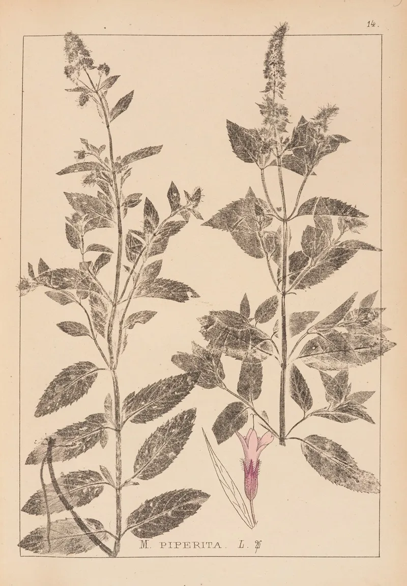Herbier De La Flore Francaise Pl 0754 Wall Art by Louis Antoine Cusin - High-Resolution Digital Print