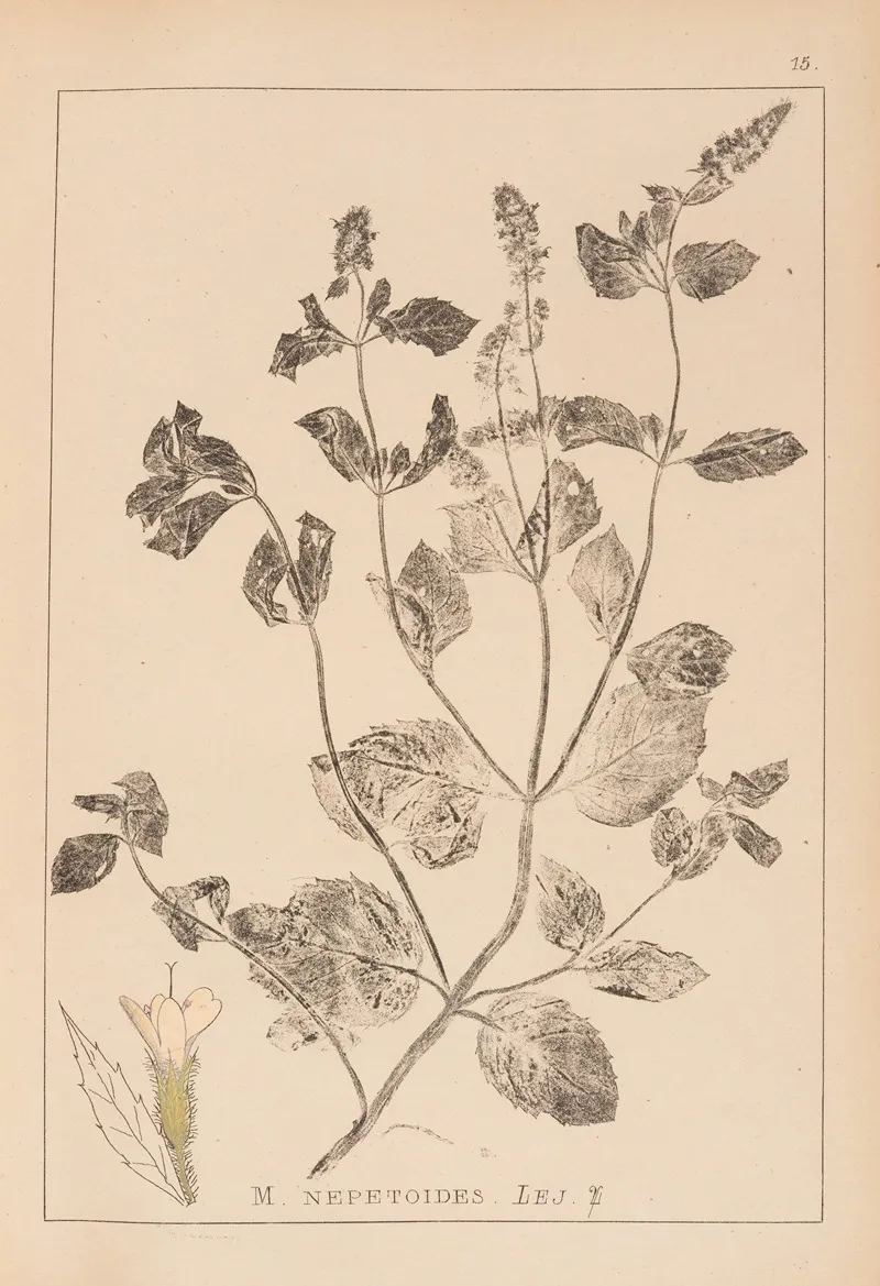 Herbier De La Flore Francaise Pl 0755 Wall Art by Louis Antoine Cusin - High-Resolution Digital Print