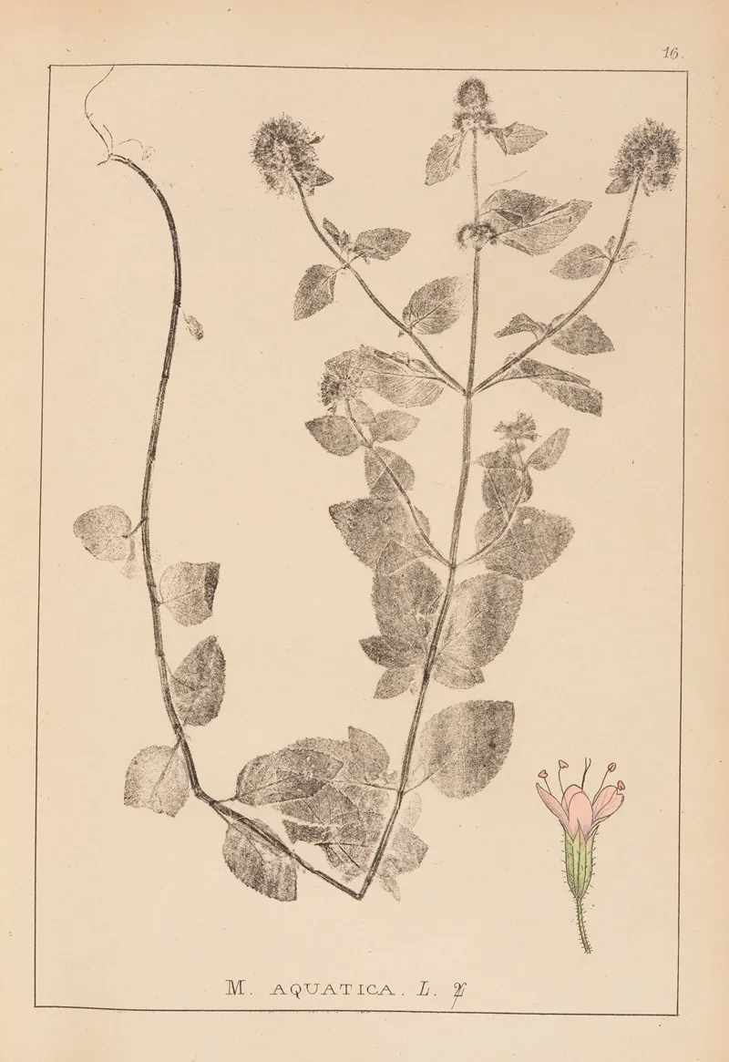 Herbier De La Flore Francaise Pl 0756 Wall Art by Louis Antoine Cusin - High-Resolution Digital Print