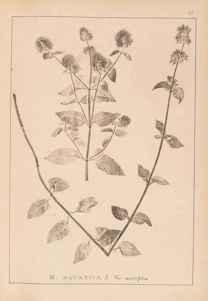 Herbier De La Flore Francaise Pl 0757 Wall Art by Louis Antoine Cusin - High-Resolution Digital Print