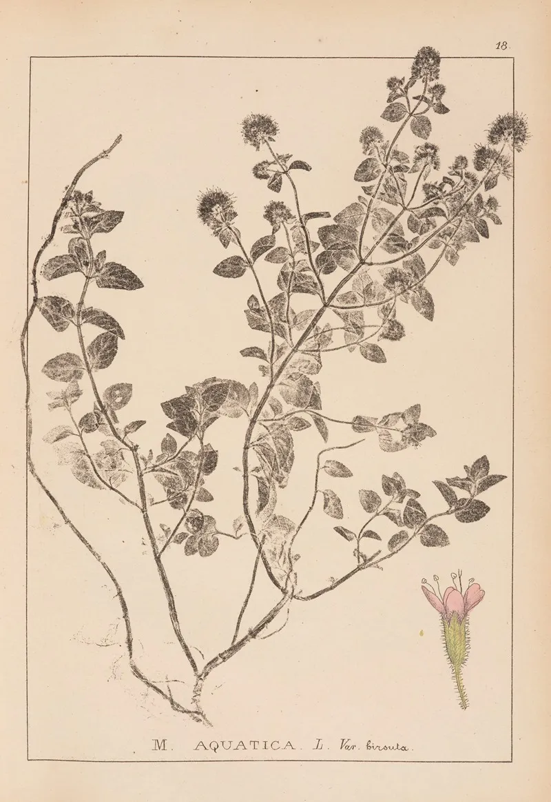 Herbier De La Flore Francaise Pl 0758 Wall Art by Louis Antoine Cusin - High-Resolution Digital Print