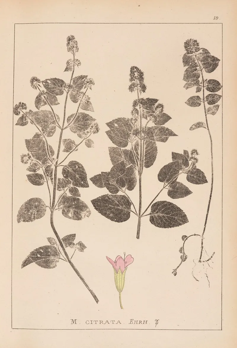 Herbier De La Flore Francaise Pl 0759 Wall Art by Louis Antoine Cusin - High-Resolution Digital Print