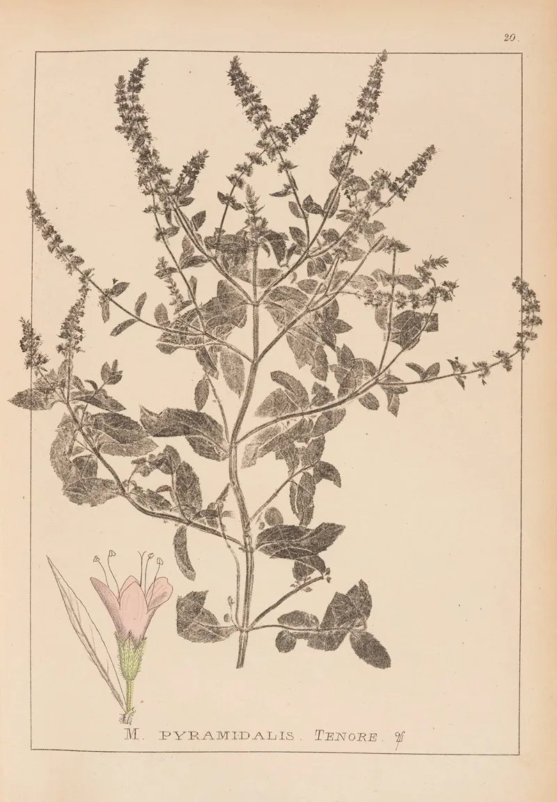 Herbier De La Flore Francaise Pl 0760 Wall Art by Louis Antoine Cusin - High-Resolution Digital Print