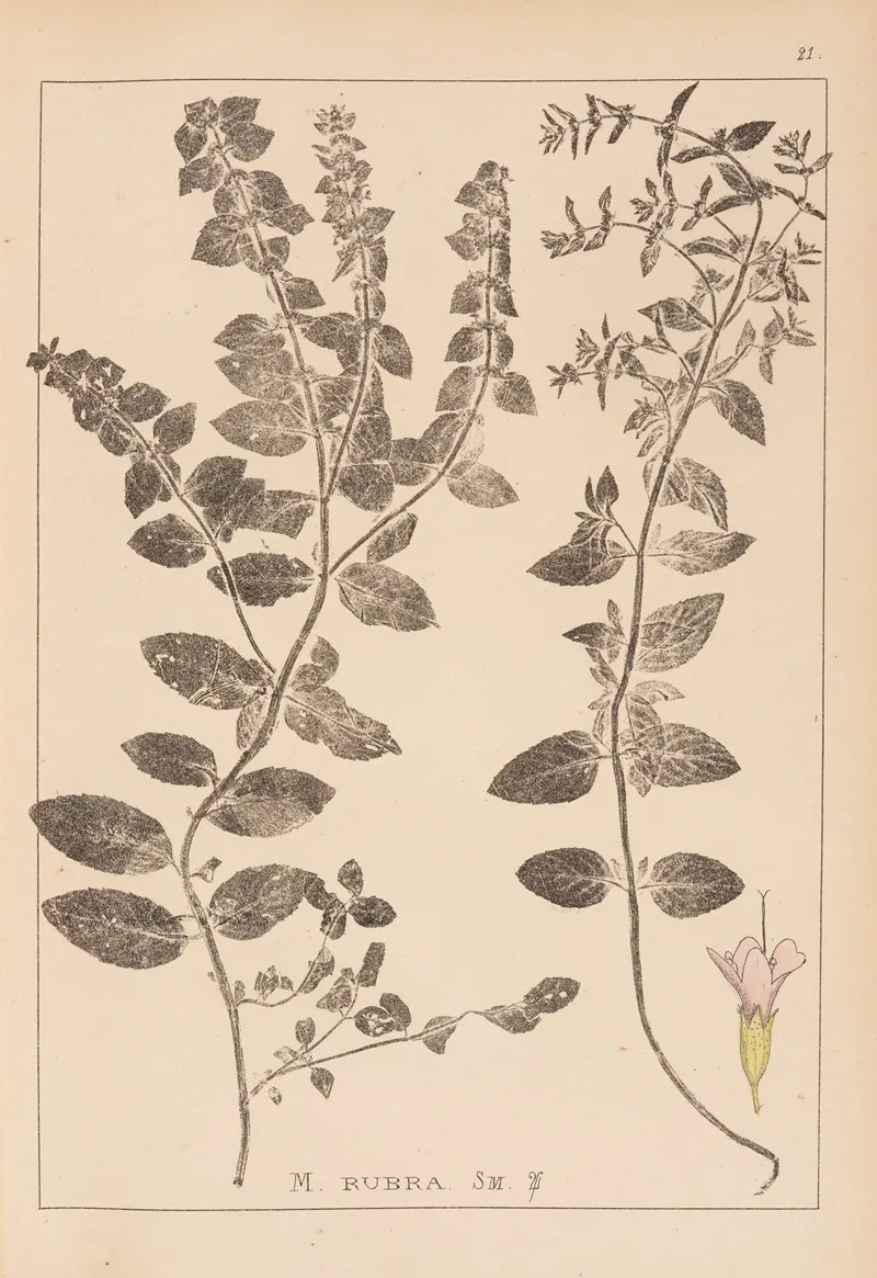 Herbier De La Flore Francaise Pl 0761 Wall Art by Louis Antoine Cusin - High-Resolution Digital Print