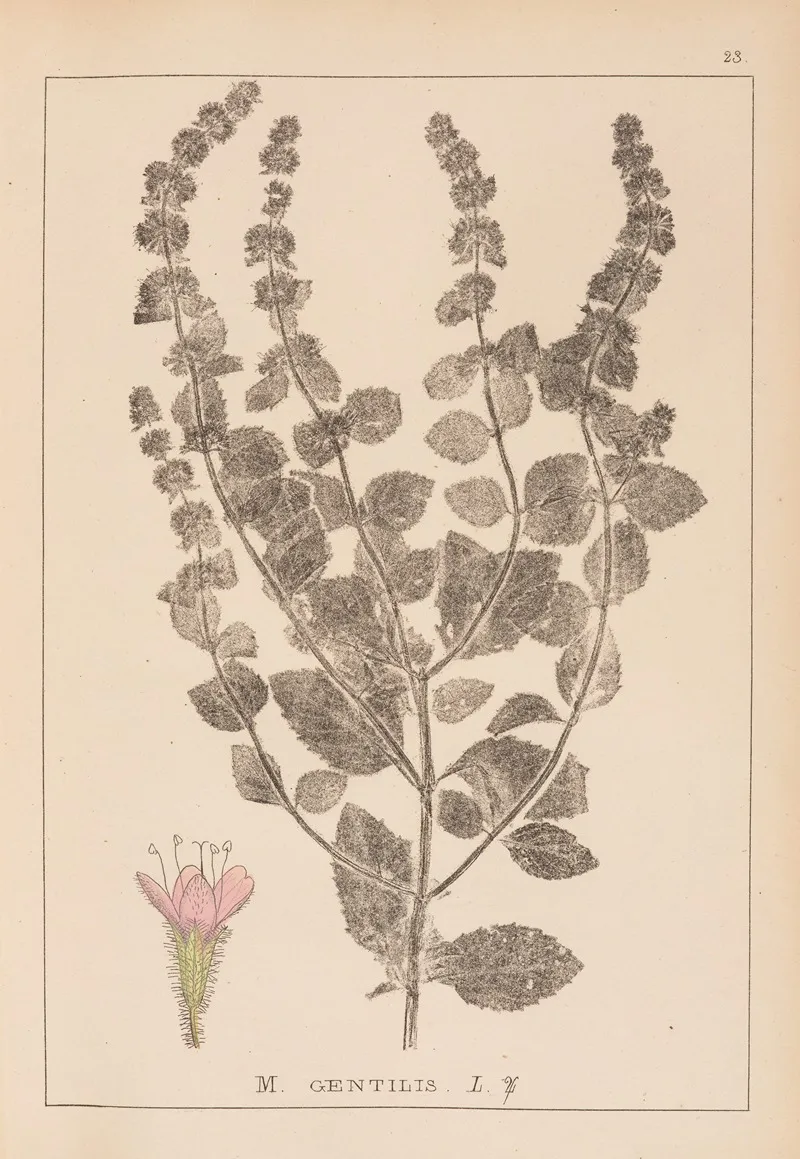 Herbier De La Flore Francaise Pl 0763 Wall Art by Louis Antoine Cusin - High-Resolution Digital Print
