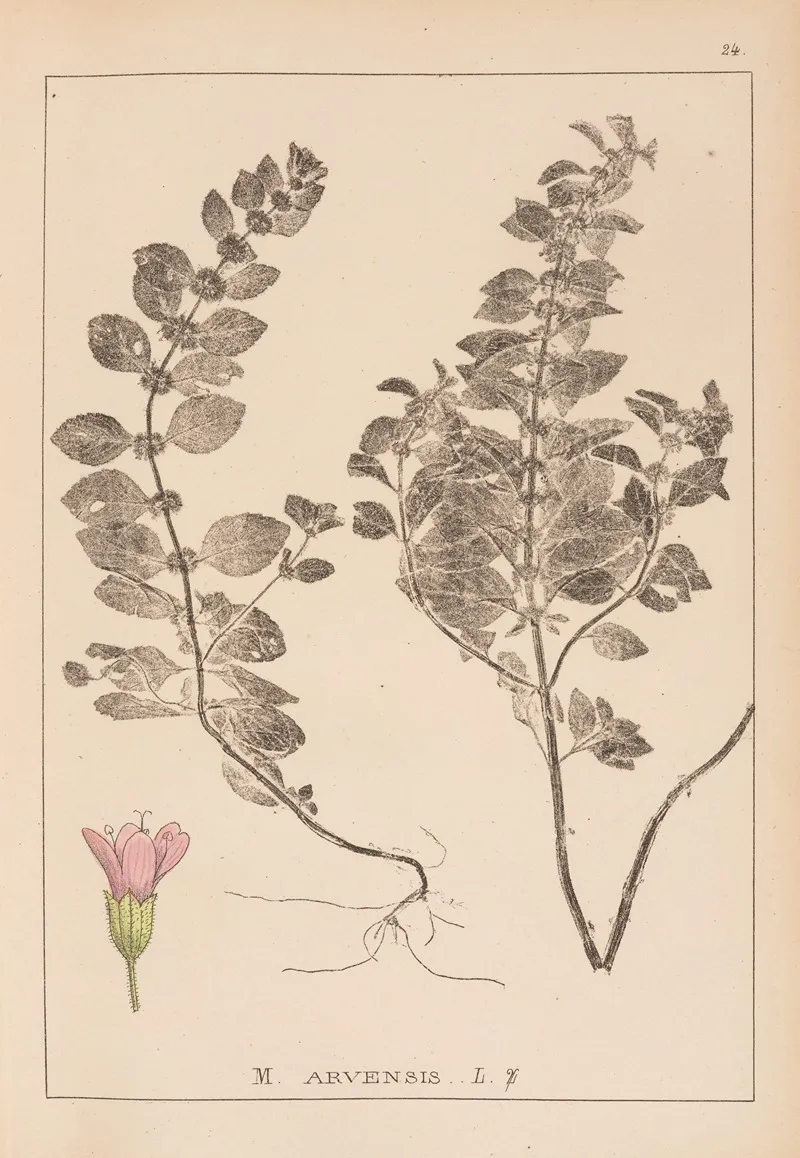 Herbier De La Flore Francaise Pl 0764 Wall Art by Louis Antoine Cusin - High-Resolution Digital Print