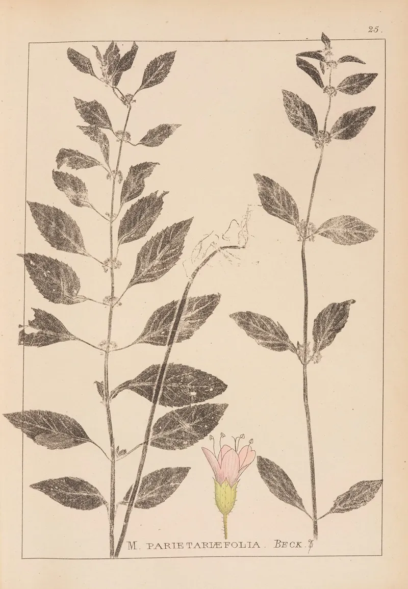 Herbier De La Flore Francaise Pl 0765 Wall Art by Louis Antoine Cusin - High-Resolution Digital Print